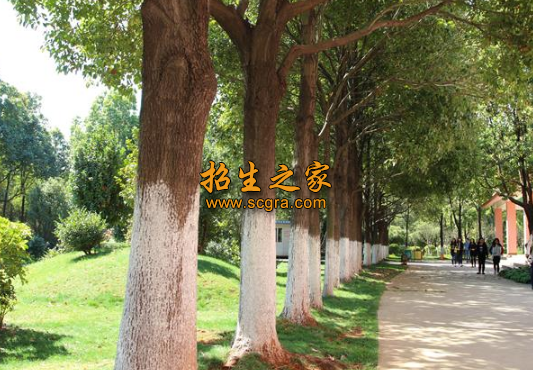 云南省玉溪技師學(xué)院2020年招生條件