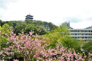 校园一角 校园一角