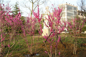 校园一角 校园一角