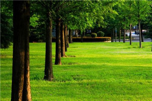 校园一角 校园一角