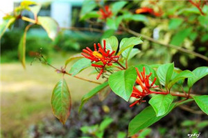 校园一角 校园一角