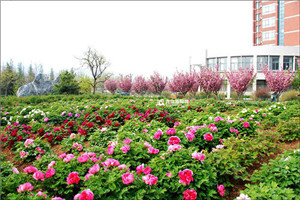 校园一角 校园一角