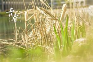 校园一角 校园一角